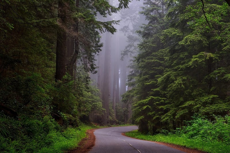 Whispering Woods